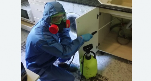 Уничтожение муравьев в квартире. Кяхта