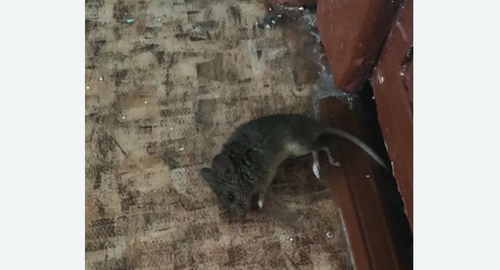 Дезинфекция от мышей в Кяхте