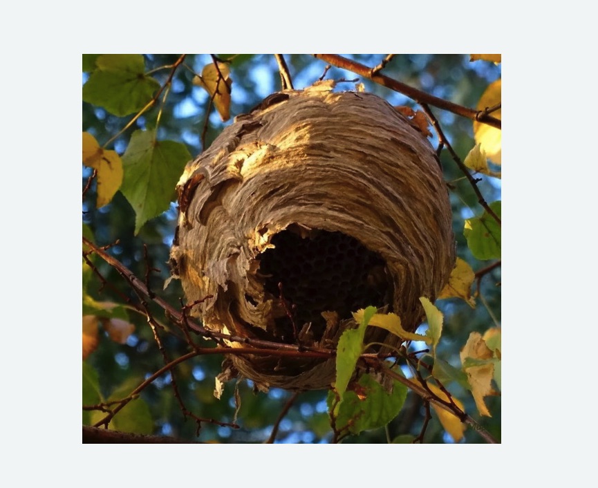 Обработка от шершней в Кяхте