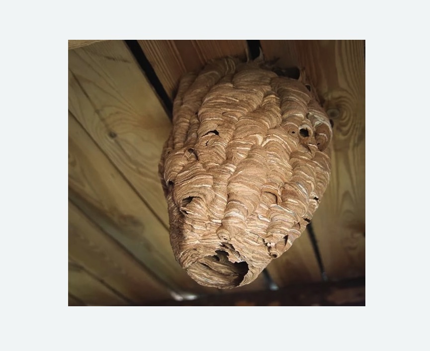 обработка от шершней в Кяхте