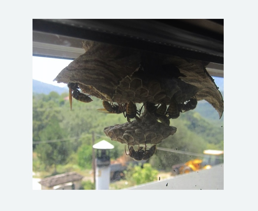 Уничтожение гнёзд шершней в Кяхте