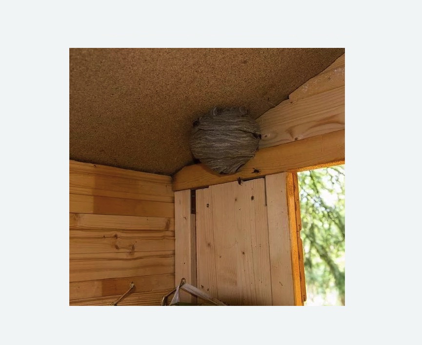 Обработка от ос в Кяхте Обработка от ос