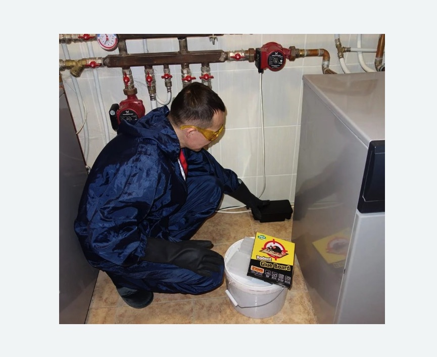 Уничтожение крыс в Кяхте